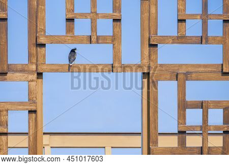 Great Myna Or White-vented Myna Bird Perching On Abstract Wooden Wall Decoration Pattern Against Blu