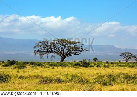  The savanna at the foot of Mount Kilimanjaro. Savanna with bushes and desert acacies. Interesting trip to Africa. The concept of exotic, ecological and photo tourism