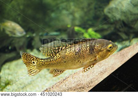 Cichla Kelbury Fish In The Aquarium. High Quality Photo