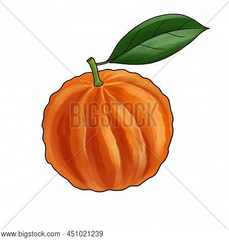 Drawing Bitter Orange, Citrus Fruit Isolated At White Background, Hand Drawn Illustration