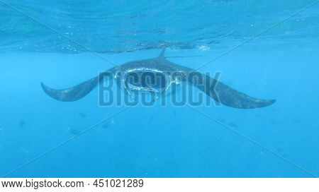 Front Photo Of Beautiful Manta Ray In The Sunlight Swimming To The Diver