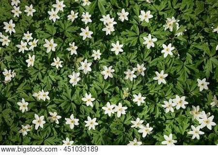Beautiful Field Anemone Wildflowers In Sunlight. Spring Forest Landscape With Fresh Wind Ceiling Out