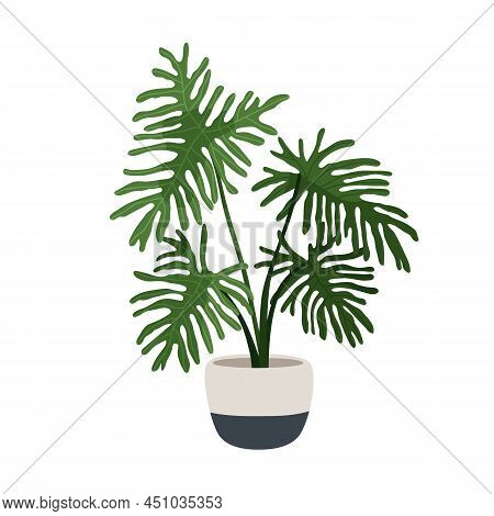 Philodendron Selloum, Big Potted Plant. Split-leaf Houseplant Growing In Planter. Large Foliage Home