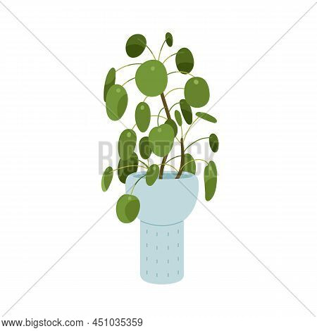 Pilea Peperomioides, Potted Chinese Money Plant. Circular Green Leaf Houseplant Growing In Home Flow