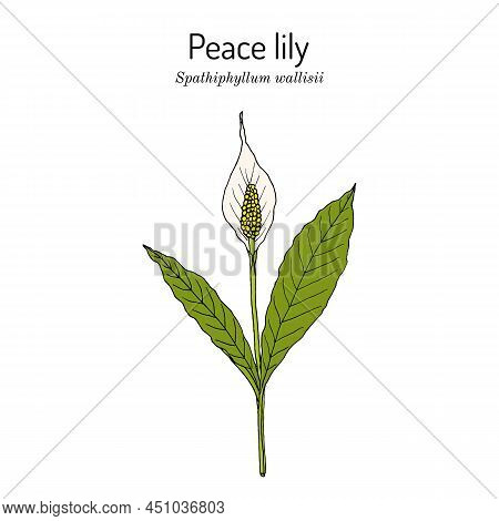 Peace Lily, White Sails, Or Spathe Flower Spathiphyllum Wallisii , House Plant. Hand Drawn Botanical