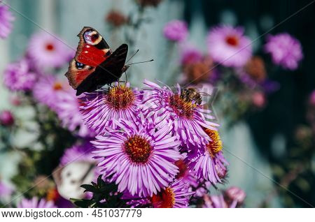 Bright Pink Flower S Are Blooming In The Garden On The Turquoise Background. Beautiful Butterflies C