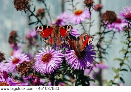 Bright Pink Flower S Are Blooming In The Garden On The Turquoise Background. Beautiful Butterflies C