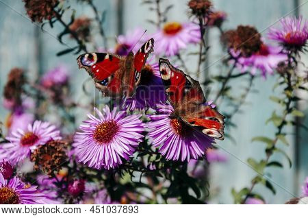 Bright Pink Flower S Are Blooming In The Garden On The Turquoise Background. Beautiful Butterflies C