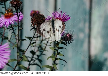 Bright Pink Flower S Are Blooming In The Garden On The Turquoise Background. Beautiful Butterflies C