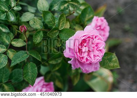 Beautiful Flowers Of The Peony-shaped English Rose Mary Rose In The Garden In Summer