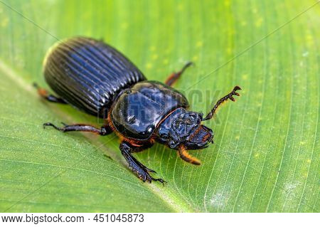 Big Beetle, Insect Patent-leather Beetle Or Horned Passalus (odontotaenius Disjunctus) Walking On Gr
