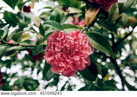 Beautiful Pink Evergreen Camellia Tree With Blooming Flowers During Springtime In English Garden, Uk