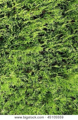 groene bladeren van thuya als floral achtergrond