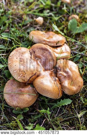 Poisonous Mushrooms Paxillus Involutus In A Forest Meadow, On A Dim Background