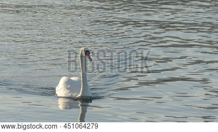 The Lonely Beautiful White Swan Is Swimming In Winter River. Wintering Swan In The City River. Ornit