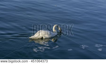 The Lonely Beautiful White Swan Is Swimming In Winter River. Wintering Swan In The City River. Ornit