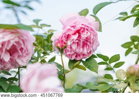Beautiful Delicate Pink Rose Flowers Mary Rose In The Summer Garden