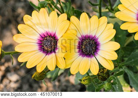 Dimorphotheca Ecklonis Or Osteospermum Or Yellow African Daisy In Full Bloom