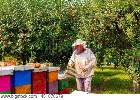 Beekeeper Controls The Situation In The Bee Colony, Squeezing The Smoking Pot To Calm The Bees.