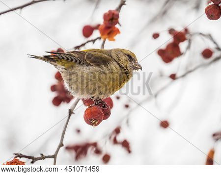 Red Crossbill Female Sitting On The Tree Branch And Eats Wild Apple Berries. Crossbill Bird Eats Ber