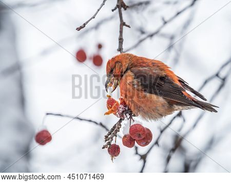 Red Crossbill Male Sitting On The Tree Branch And Eats Wild Apple Berries. Crossbill Bird Eats Berri