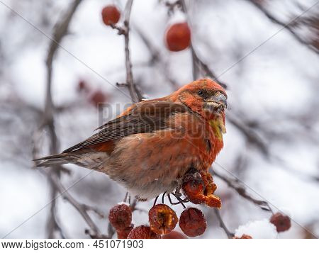 Red Crossbill Sitting On The Tree Branch And Eats Wild Apple Berries. Crossbill Bird Eats Berries.