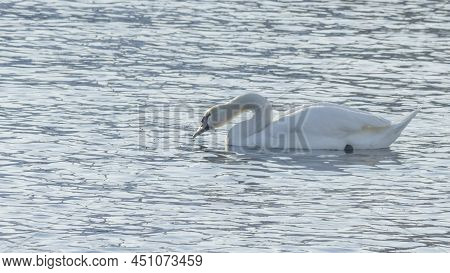 The Lonely Beautiful White Swan Is Swimming In Winter River. Wintering Swan In The City River. Ornit