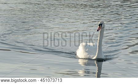 The Lonely Beautiful White Swan Is Swimming In Winter River. Wintering Swan In The City River. Ornit