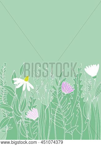 Pre Made Template With Meadow Flower. Summer Concept.
