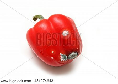 The Uneatable Red Sweet Paprika With Small Rotten Part Isolated In A White Background.