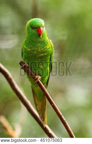 The Scaly-breasted Lorikeet (trichoglossus Chlorolepidotus) Sitting On The Small Brown Branche. A Be