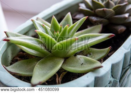Close Up Of A Teal Cactus. Teal Cactus Leaves. Tidewater Green Background. Cactus Plant Pattern Wall