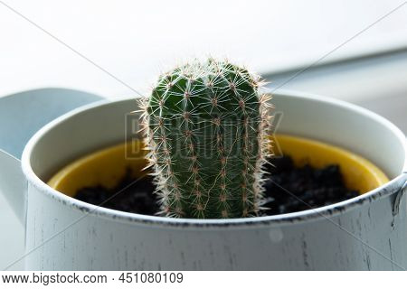 Close Up Of A Teal Cactus. Teal Cactus Leaves. Tidewater Green Background. Cactus Plant Pattern Wall
