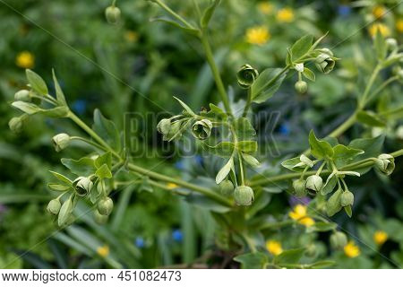 Helleborus Foetidus Grows And Blooms In The Garden In Spring