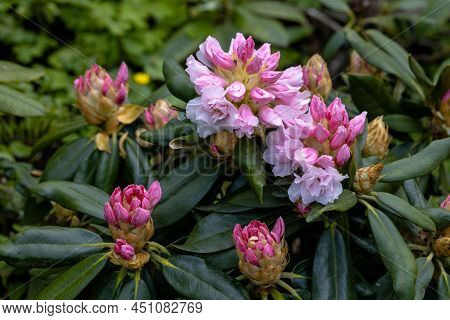 Rhododendron Rhyakushimanum Weissenteld Double Flowers In Garden