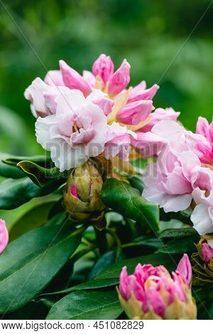 Rhododendron Rhyakushimanum Weissenteld Double Flowers In Garden