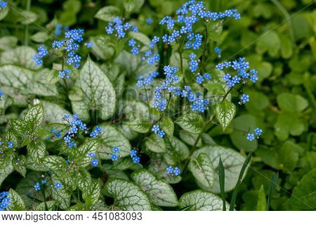 Brunnera Macrophylla. Large Green Leaves And Inflorescences With Small Blue Flowers Have Formed Cont