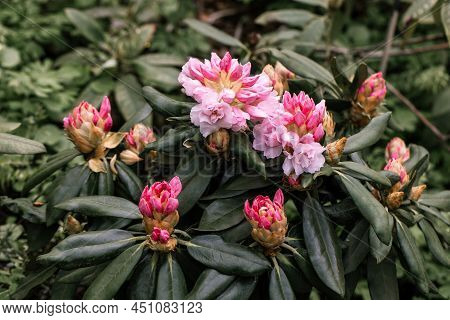 Rhododendron Rhyakushimanum Weissenteld Double Flowers In Garden