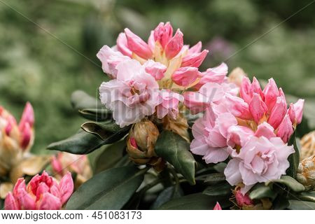 Rhododendron Rhyakushimanum Weissenteld Double Flowers In Garden