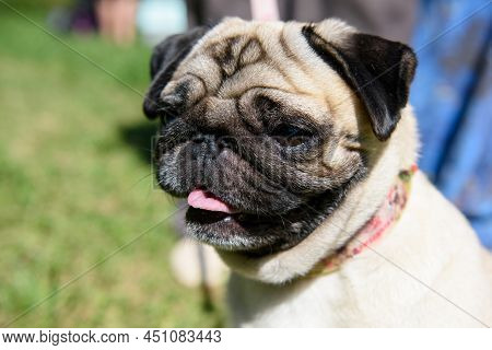 Portrait Of A Pug Dog With His Tongue Hanging Out Against The Background Of Green Grass.