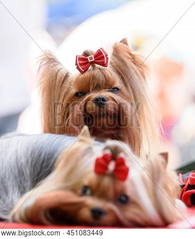 Two Yorkshire Terrier Dogs With Red Bows On Their Heads. Focus On The Sitting Dog.