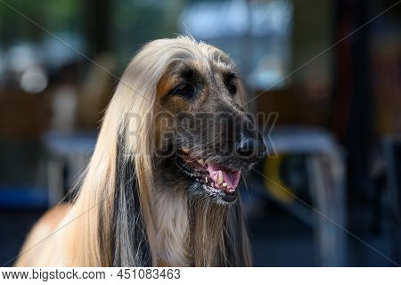 Portrait Of An Afghan Hound Looking Away.