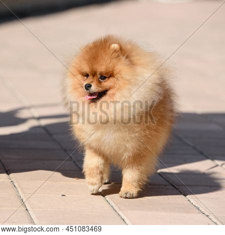 A Red-haired Dog Of The Pomeranian Breed Walks Along The Paving Stones Under The Bright Sun.
