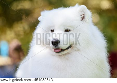 Portrait Of A Samoyed Dog Breed Close-up On A Background Of Trees.
