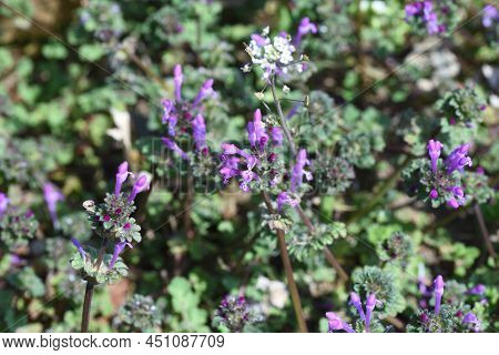 Henbit Flowers.lamiaceae Winter Annual Plants. From March To June, Purple Lip-shaped Flowers Are Att