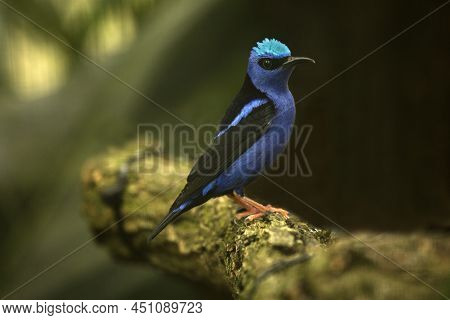 The  Red-legged Honeycreeper (cyanerpes Cyaneus) In Zoo.