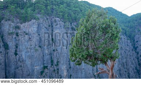 A Tree Growing On Stones On The Ustun In The Tazy Canyon