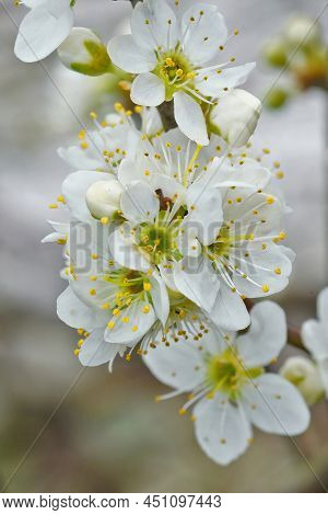 Vertical Closeup On The Brilliant White Blossoming Blackthorn, Prunus Spinosa, Flowers In The Field