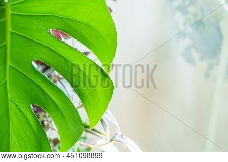 Many Monstera Plants Variety Delicose Or Swiss Cheese On Light Background. Stylish And Minimalistic 