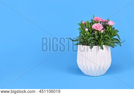 Pink Dianthus Flowers In Pot On Blue Background
